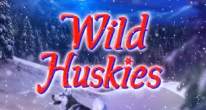 wild-huskies 2